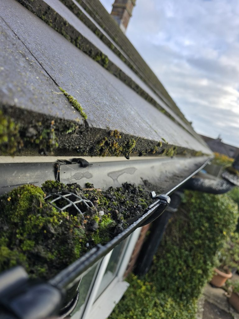 Moss and debris blocking residential roof guttering before clearing
